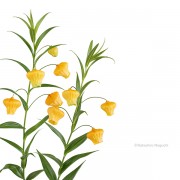 サンダーソニア