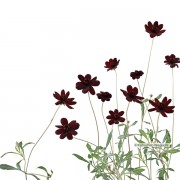 チョコレートコスモス