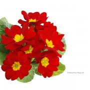 プリムラ・ポリアンサ