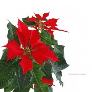 ポインセチア