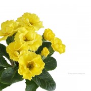 プリムラ・ジュリアン