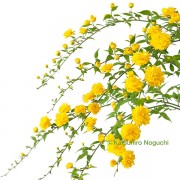 福島の花