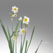 ニホンズイセン