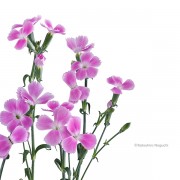 カーネーション