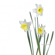 ラッパスイセン