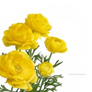 ラナンキュラス