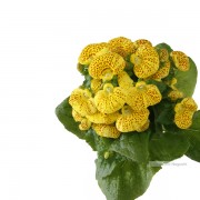 カルセオラリア