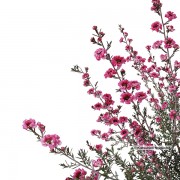 ギョリュウバイ