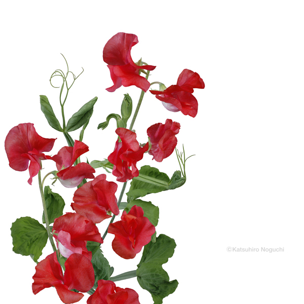 エレガント赤いスイートピー 花 すべての美しい花の画像