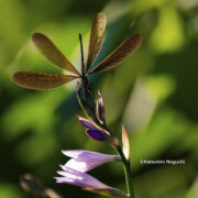 ハグロトンボとギボウシ